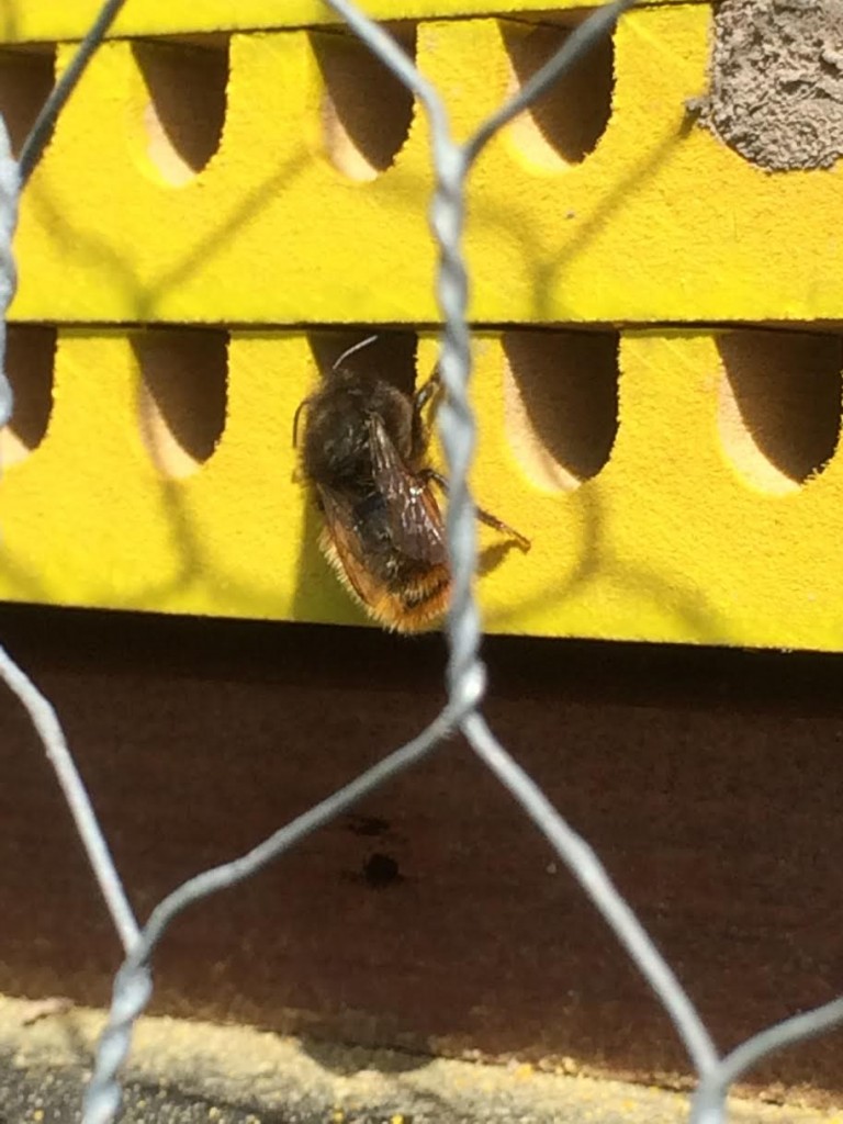 wilde bijen dragen het stuifmeel niet in mandjes maar op de buik. dit maakt ze tot effectievere bestuivers dan hommels en honingbijen