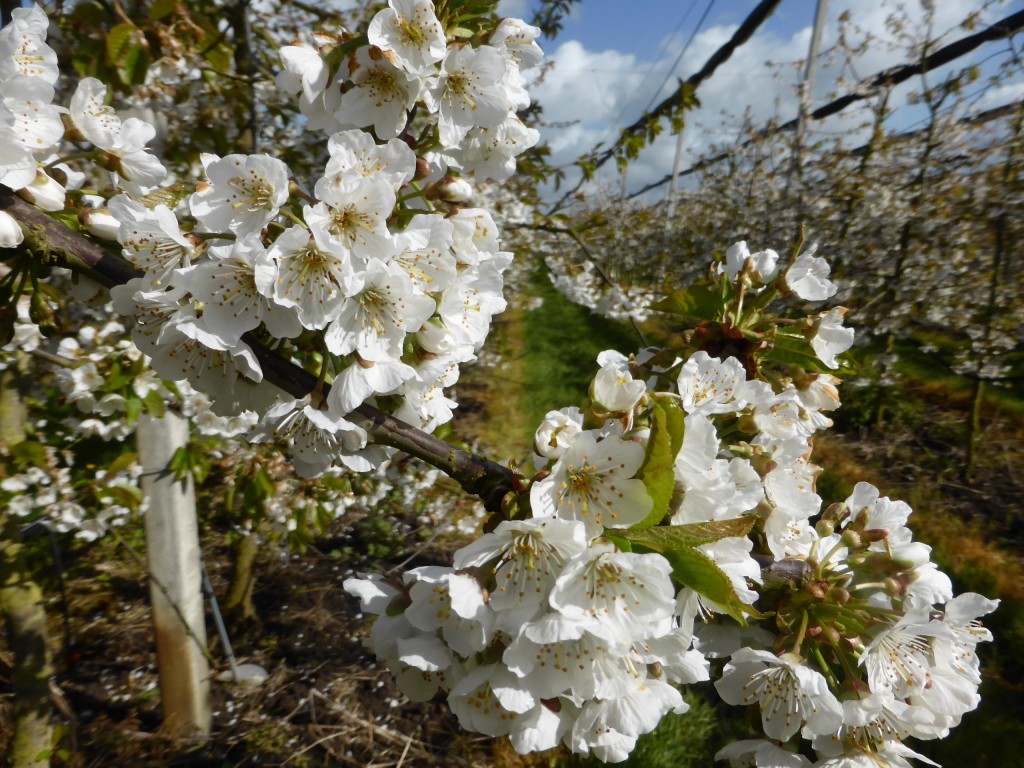 rosse metselbijen en gehoornde metselbijen bij Rob Janssen fruitbedrijf